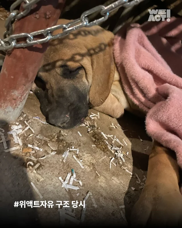나 ’개고기‘ 아님! 울 엄빠의 가족임! 현장 사진