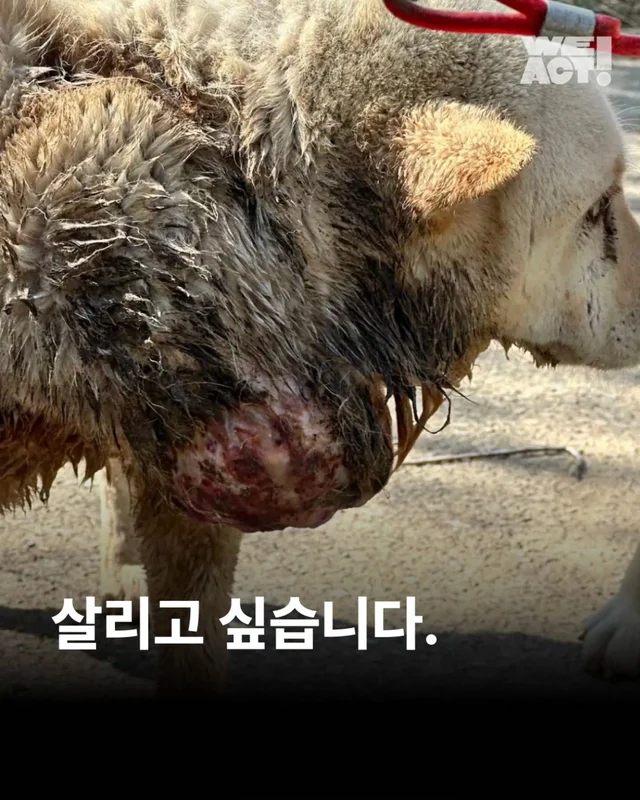 김해 종양방치백구 현장 사진