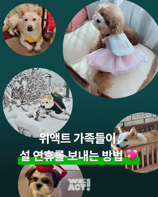 위액트 가족들이 설 연휴를 보내는 방법 현장 사진