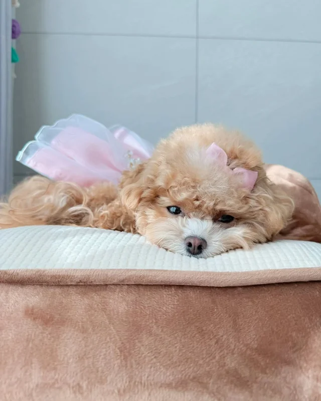 위액트 가족들이 설 연휴를 보내는 방법 현장 사진