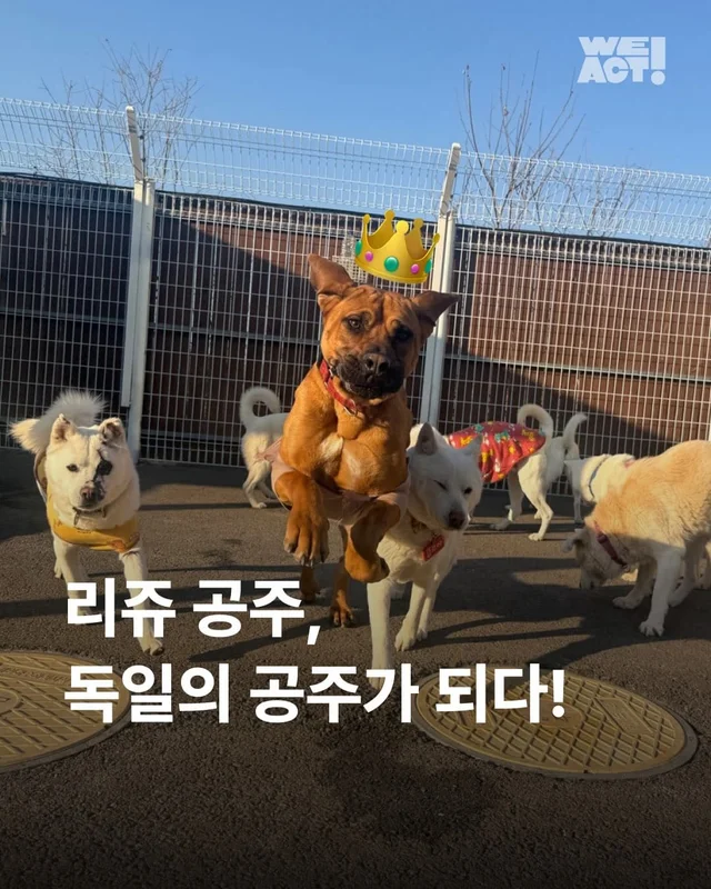 독일에서 도착한 리쥬의 편지 현장 사진