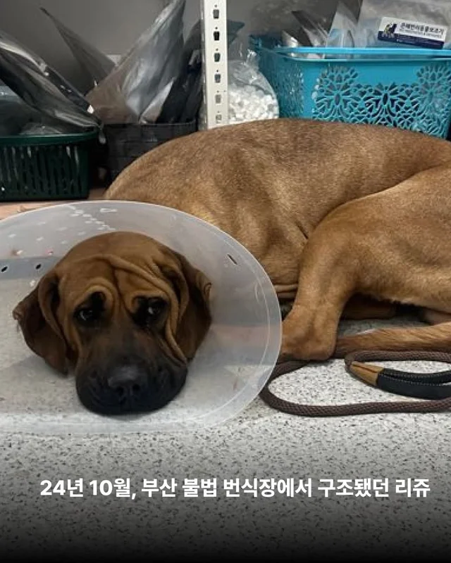 독일에서 도착한 리쥬의 편지 현장 사진