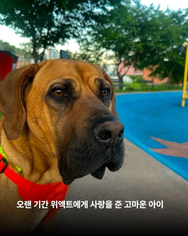 독일에서 도착한 리쥬의 편지 현장 사진
