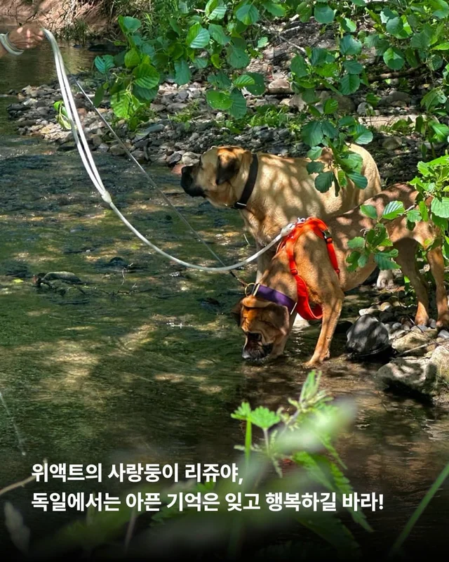 독일에서 도착한 리쥬의 편지 현장 사진