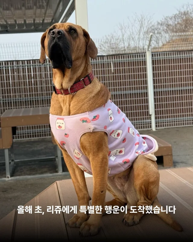 독일에서 도착한 리쥬의 편지 현장 사진
