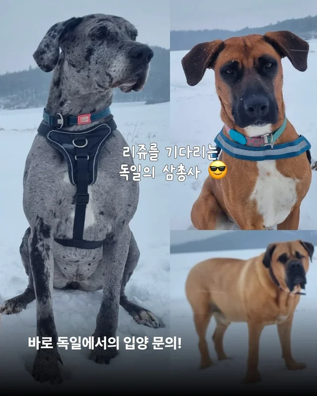 독일에서 도착한 리쥬의 편지 현장 사진