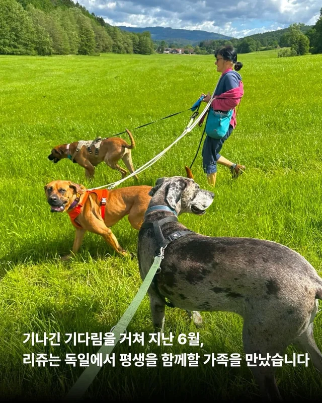 독일에서 도착한 리쥬의 편지 현장 사진