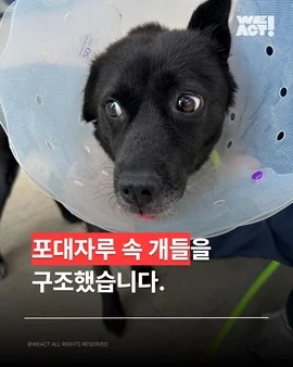 포대자루 유기견 현장 사진