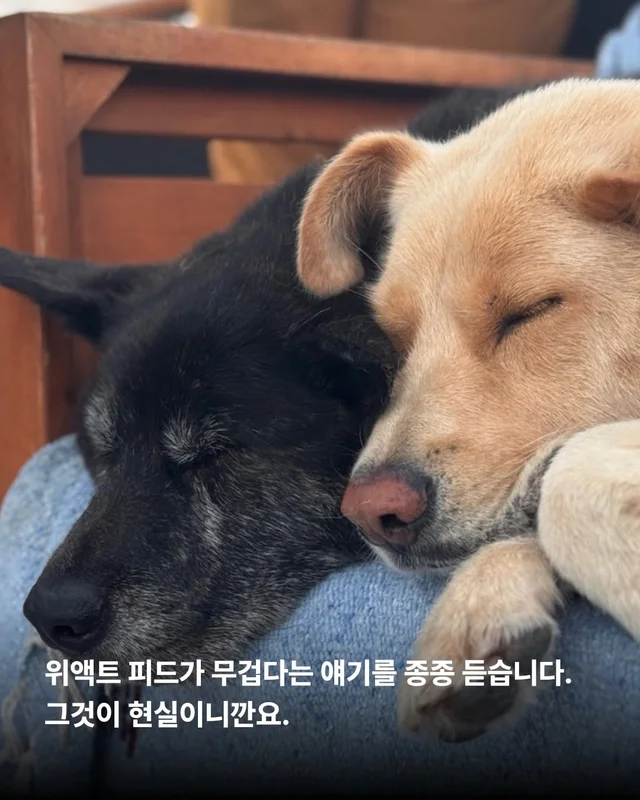 사랑을 주면 표정이 달라진다 #위액트바니 현장 사진