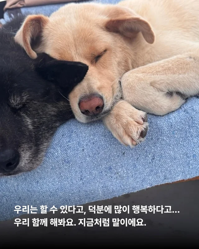 사랑을 주면 표정이 달라진다 #위액트바니 현장 사진