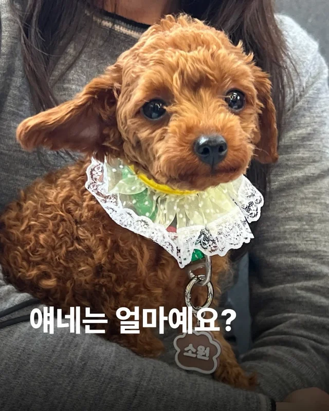 얘네는 얼마예요? 현장 사진