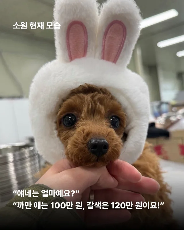얘네는 얼마예요? 현장 사진