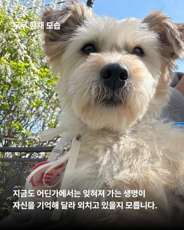 얘네는 얼마예요? 현장 사진