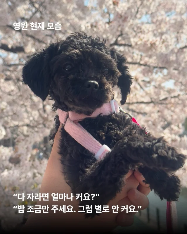 얘네는 얼마예요? 현장 사진