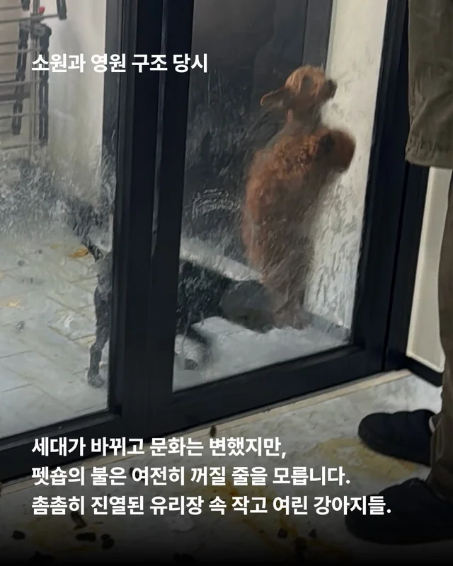 얘네는 얼마예요? 현장 사진