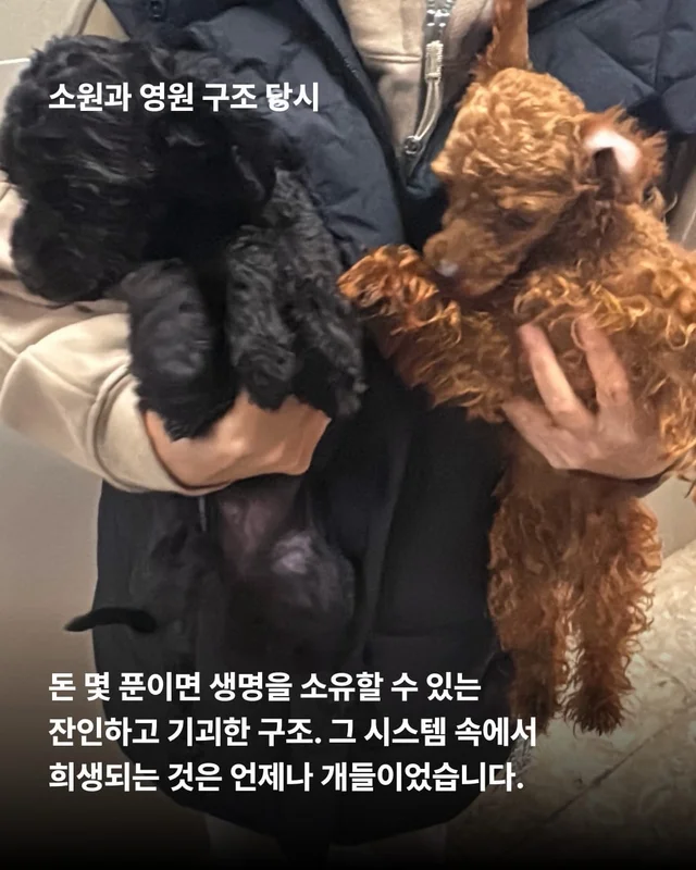 얘네는 얼마예요? 현장 사진