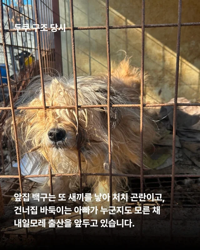 얘네는 얼마예요? 현장 사진