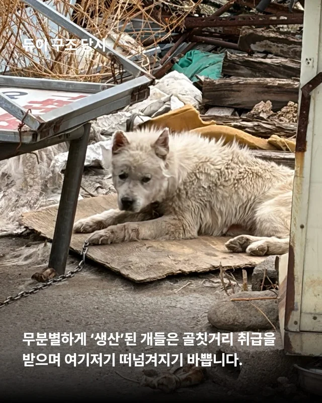 얘네는 얼마예요? 현장 사진