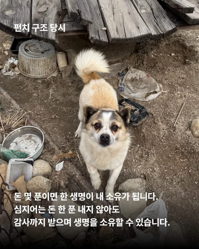 얘네는 얼마예요? 현장 사진