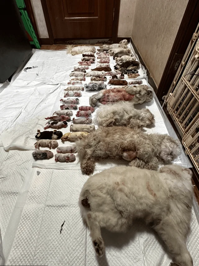 화성허가번식장_1 현장 사진