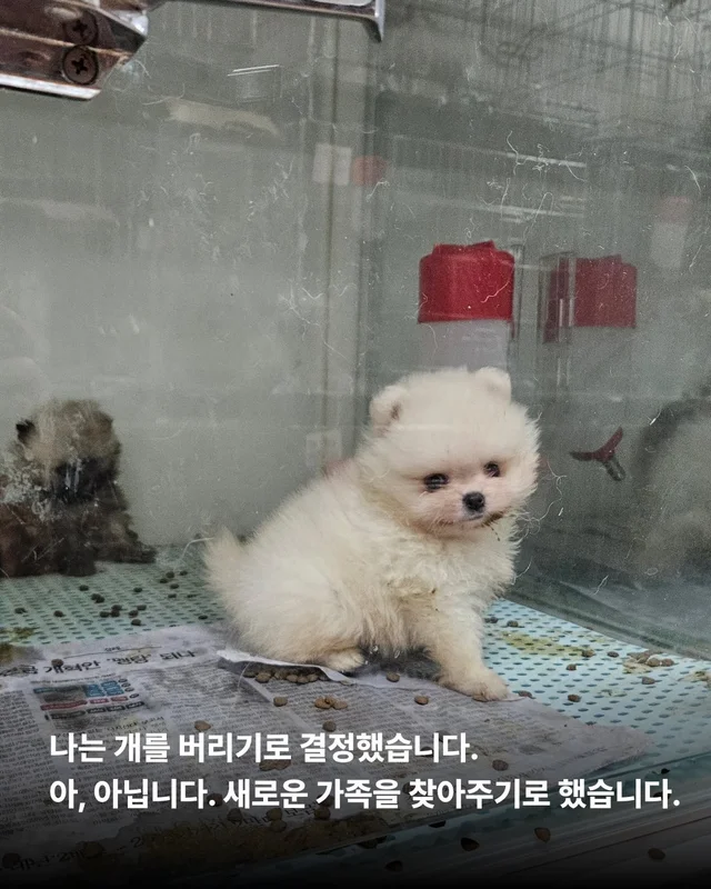 나는 개를 버리기로 결심했다 현장 사진