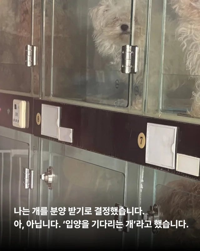 나는 개를 버리기로 결심했다 현장 사진