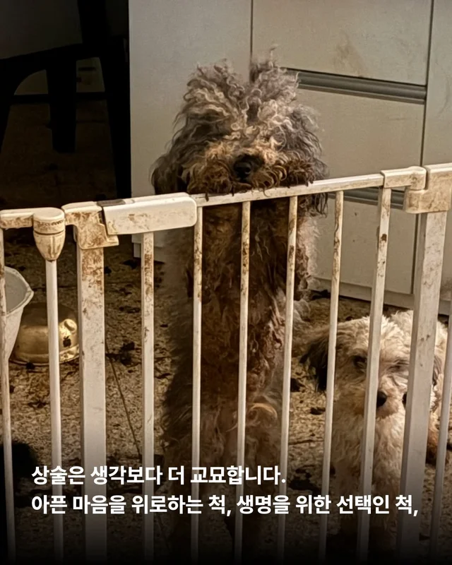 나는 개를 버리기로 결심했다 현장 사진