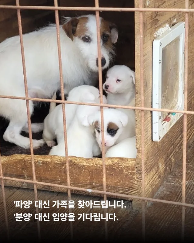 나는 개를 버리기로 결심했다 현장 사진