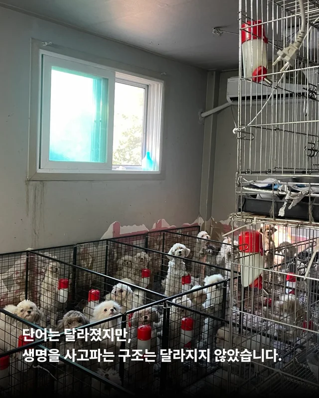 나는 개를 버리기로 결심했다 현장 사진