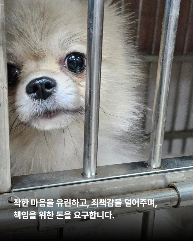 나는 개를 버리기로 결심했다 현장 사진