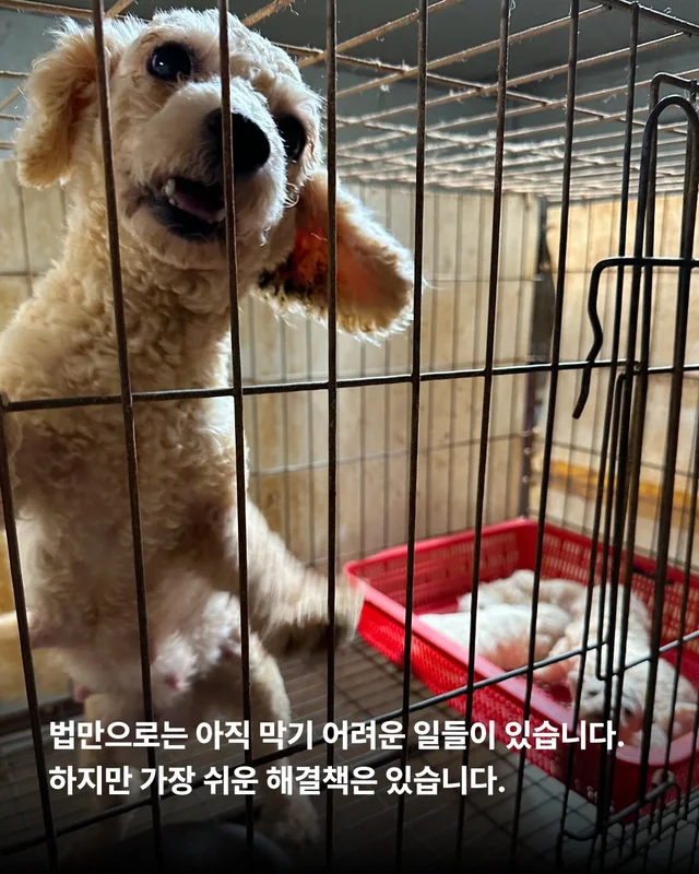 나는 개를 버리기로 결심했다 현장 사진