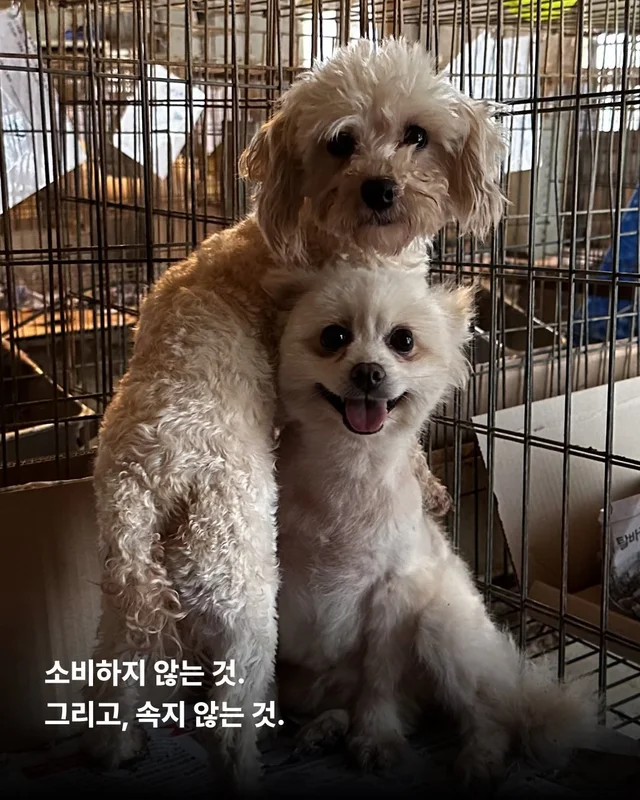 나는 개를 버리기로 결심했다 현장 사진
