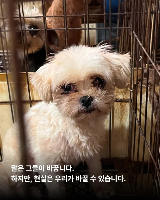 나는 개를 버리기로 결심했다 현장 사진