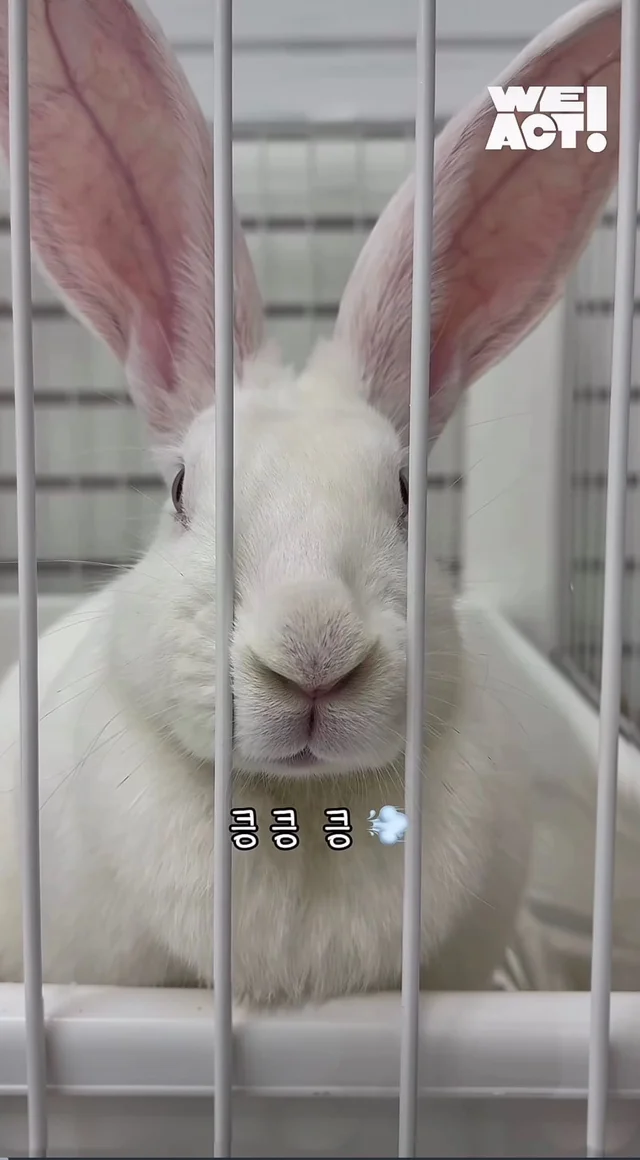 귀여운 토끼와 눈이 마주치셨나요? 현장 사진
