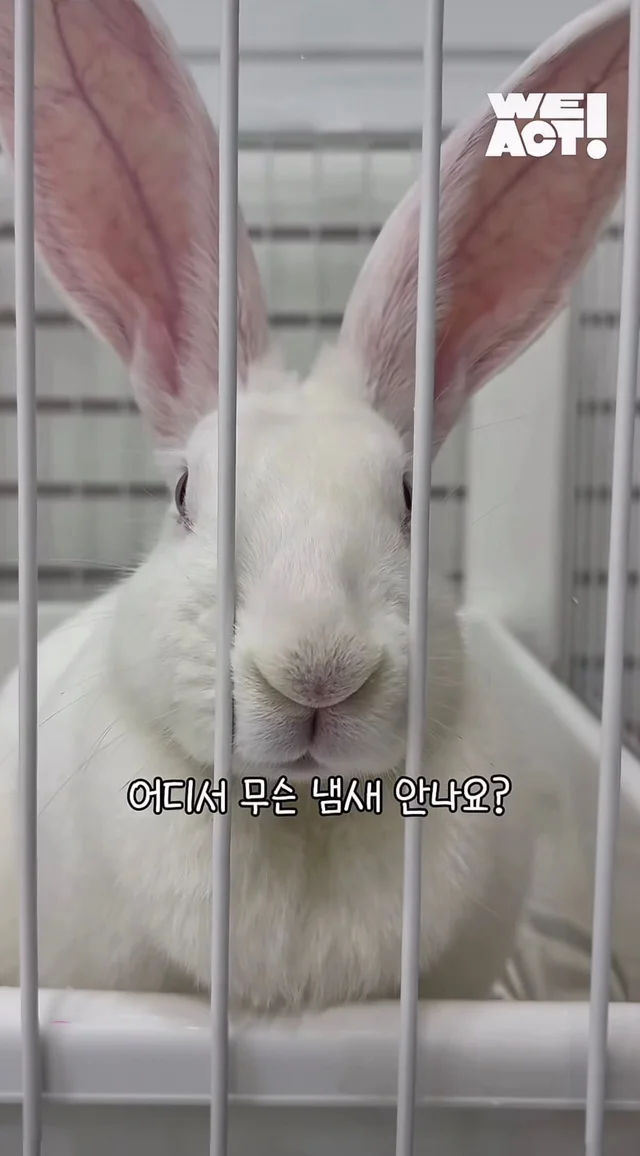 귀여운 토끼와 눈이 마주치셨나요? 현장 사진
