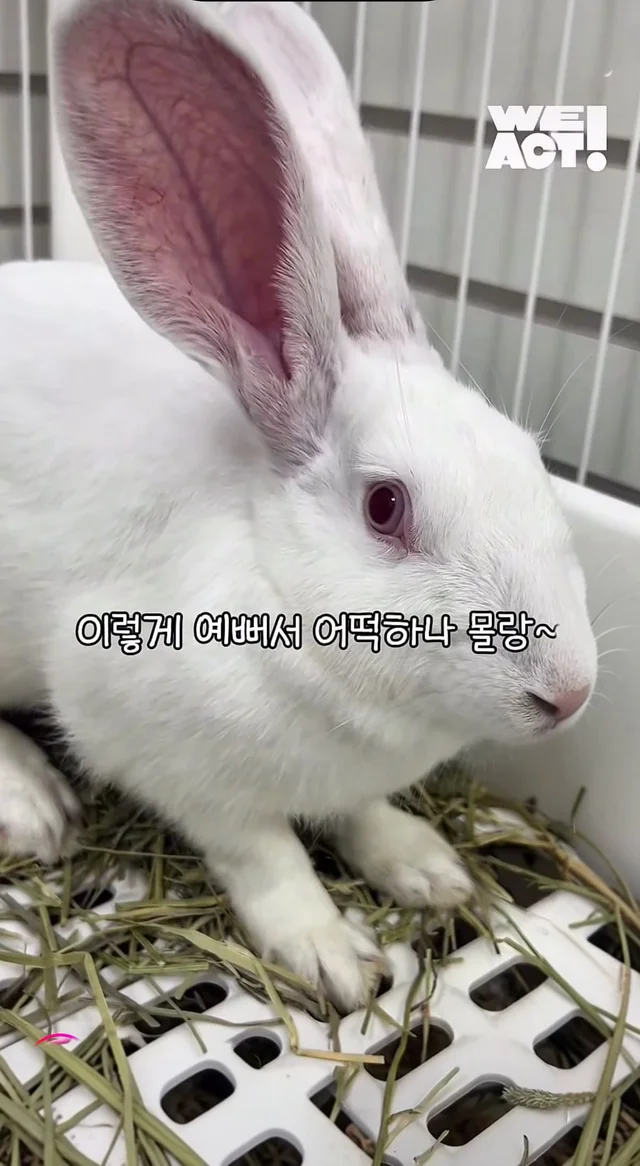 귀여운 토끼와 눈이 마주치셨나요? 현장 사진