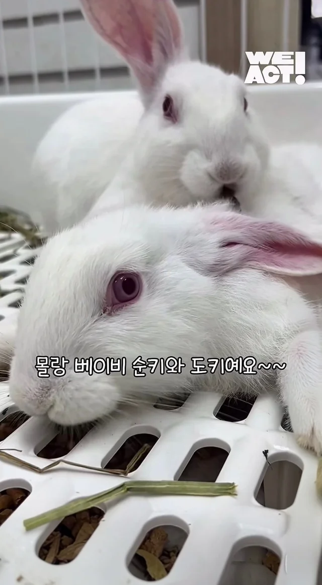 귀여운 토끼와 눈이 마주치셨나요? 현장 사진