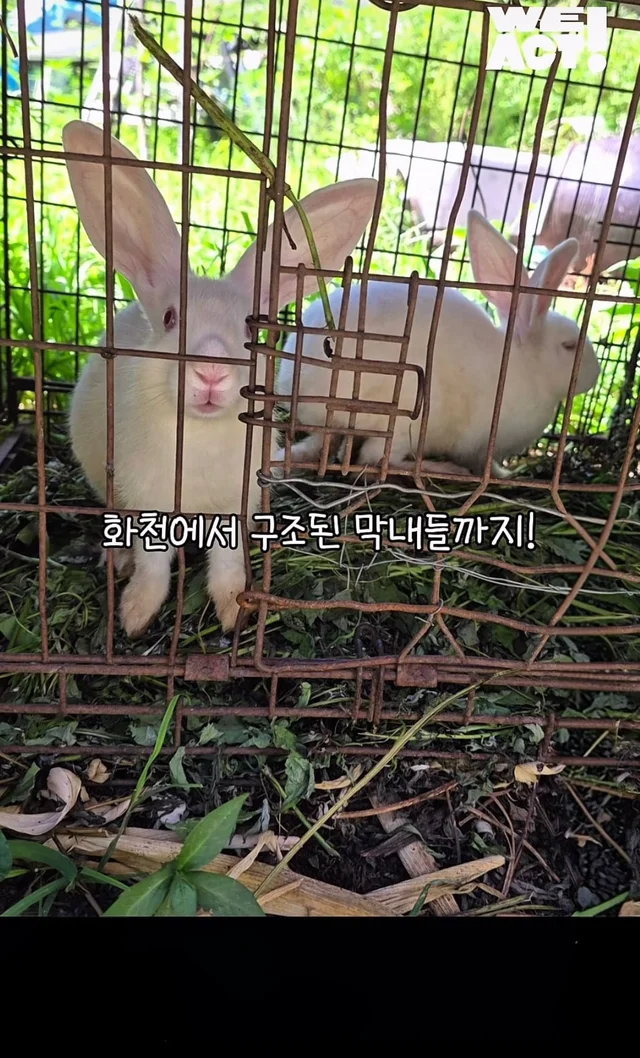 귀여운 토끼와 눈이 마주치셨나요? 현장 사진