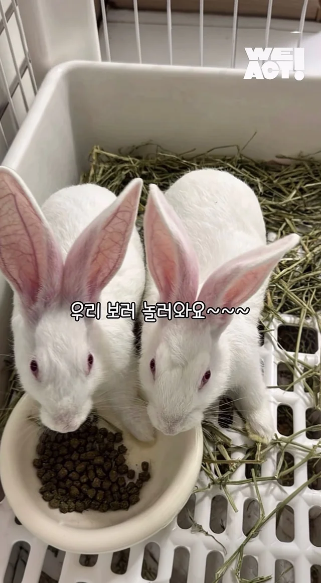 귀여운 토끼와 눈이 마주치셨나요? 현장 사진