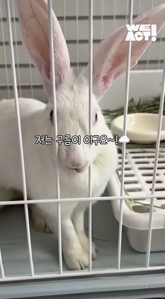 귀여운 토끼와 눈이 마주치셨나요? 현장 사진