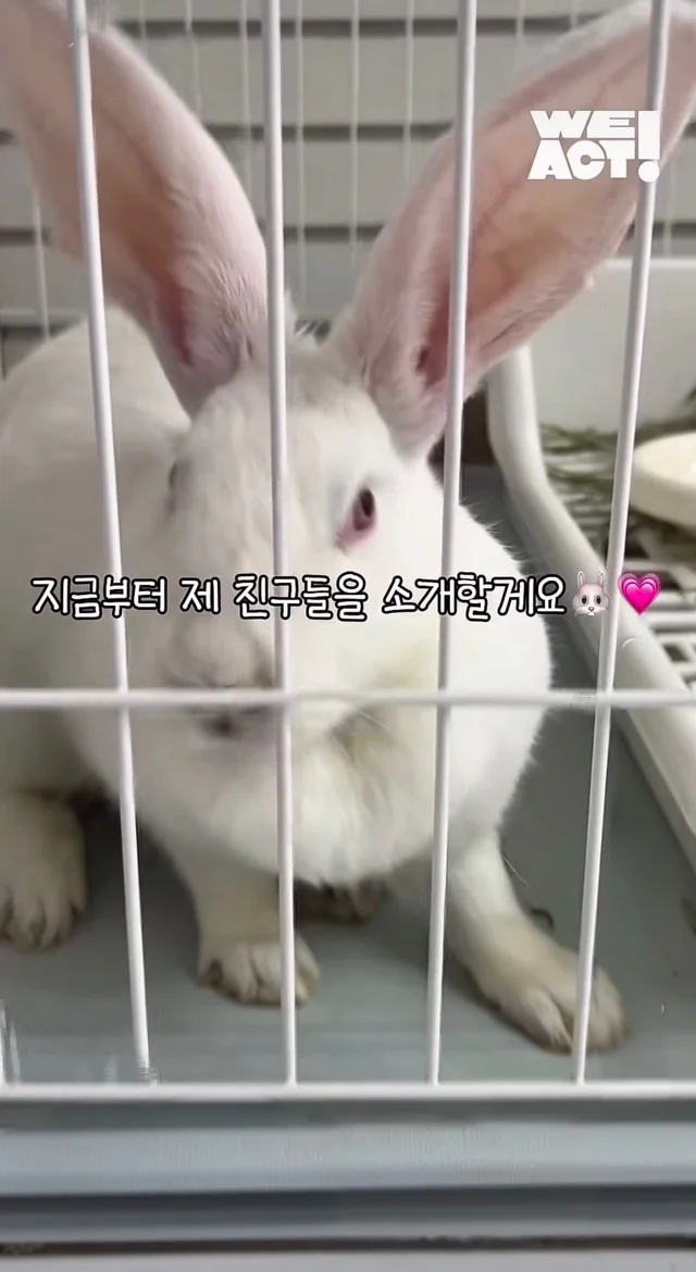 귀여운 토끼와 눈이 마주치셨나요? 현장 사진