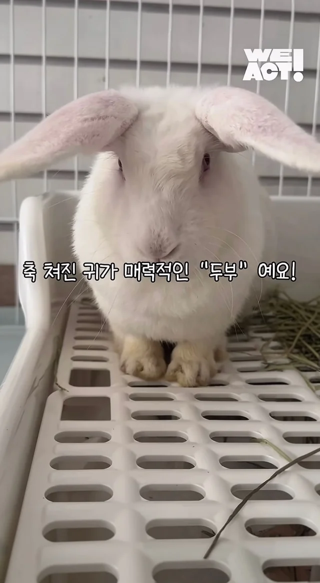 귀여운 토끼와 눈이 마주치셨나요? 현장 사진