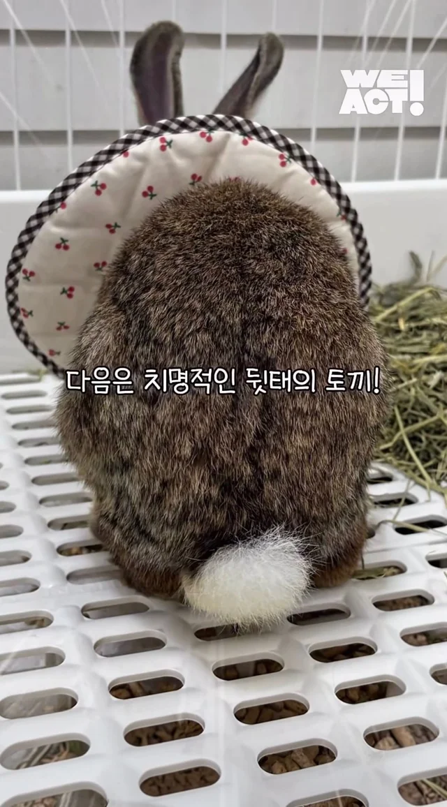 귀여운 토끼와 눈이 마주치셨나요? 현장 사진