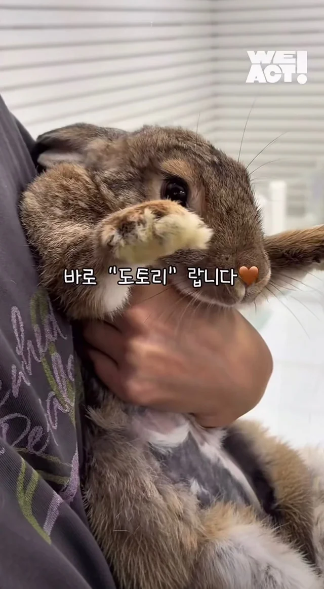 귀여운 토끼와 눈이 마주치셨나요? 현장 사진