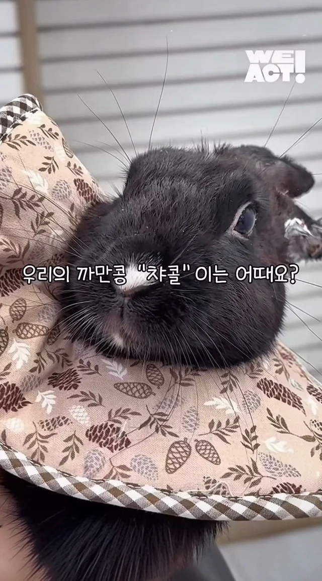 귀여운 토끼와 눈이 마주치셨나요? 현장 사진