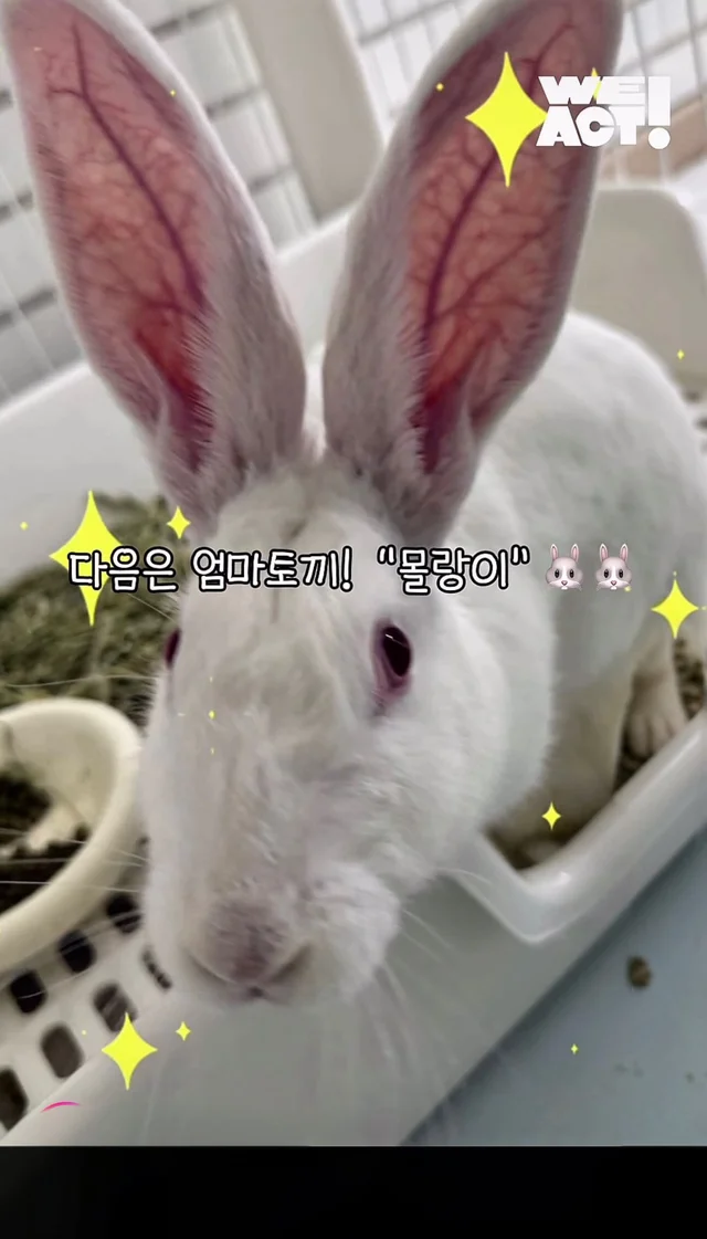 귀여운 토끼와 눈이 마주치셨나요? 현장 사진