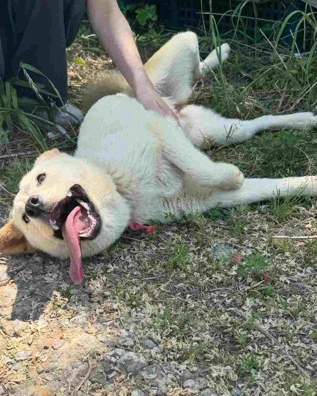 멈머야, 고구마 나눠 먹을래? 현장 사진