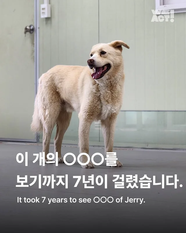 이 개의 ㅇㅇㅇ을 보기까지 7년이 걸렸습니다 현장 사진