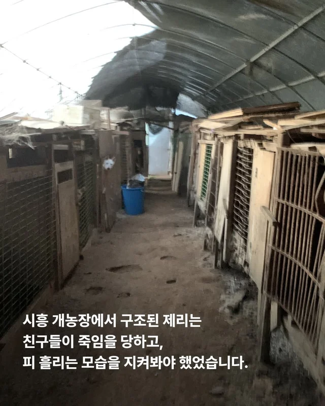 이 개의 ㅇㅇㅇ을 보기까지 7년이 걸렸습니다 현장 사진