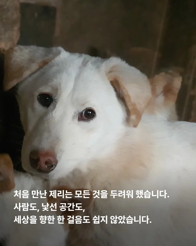 이 개의 ㅇㅇㅇ을 보기까지 7년이 걸렸습니다 현장 사진